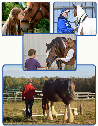 Equine Assisted Therapy Services